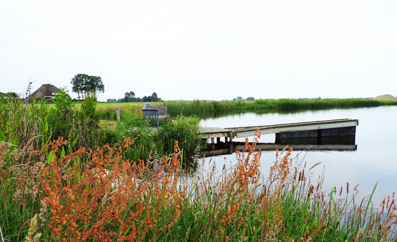 Riet en bloemen langs het zwem- en viswater