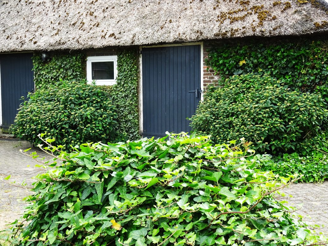 De karakteristieke boerderij van De Duin, begroeid met klimop